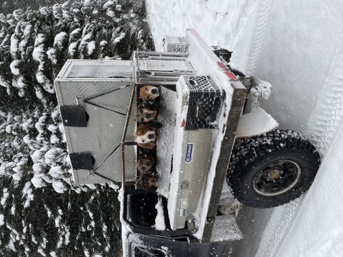 Mountain Lion Hunt Idaho